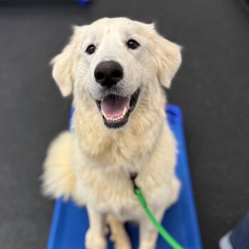 Bella -  Mixed Breed Dog Available for Adoption in Fletcher, North Carolina - Bella | PetCurious