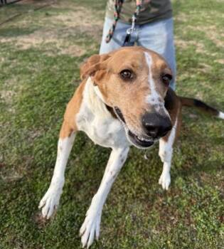 Hound and Bloodhound Dogs Available for Adoption in Springfield, Missouri - Buddha | PetCurious