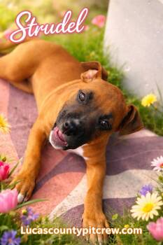 Boxer and Pit Bull Terrier Dogs Available for Adoption - Strudel | PetCurious