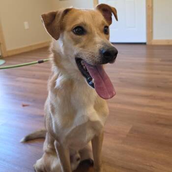 Chase -  Labrador Retriever and Collie Dog for Adoption - Chase | PetCurious
