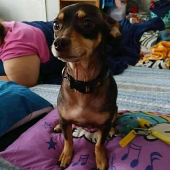 Chihuahua and Dachshund Dogs Available for Adoption - Mochi | PetCurious