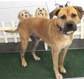 Rescue Black Mouth Cur Dogs for Adoption in Irmo, South Carolina - Luke | PetCurious