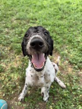 Tootles -  Poodle Dog Available for Adoption in Rossville, Tennessee - Tootles | PetCurious