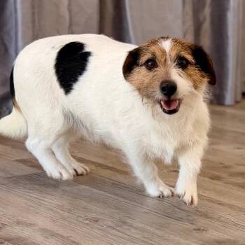 Yorkshire Terrier and Jack Russell Terrier Dogs Available for Adoption in Green Bay, Wisconsin - Heart | PetCurious