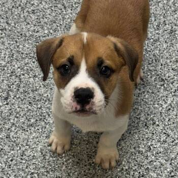 Rescue Boxer and Pit Bull Terrier Dogs for Adoption in Wichita, Kansas - Huxley | PetCurious