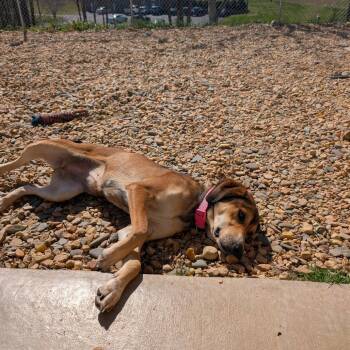 Hound and Mixed Breed Dogs Available for Adoption in Lenoir, North Carolina - Lady(BAS) | PetCurious