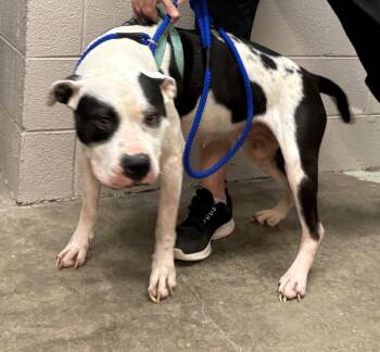 Lola -  Mixed Breed Dog for Adoption in Murray, Kentucky - Lola | PetCurious