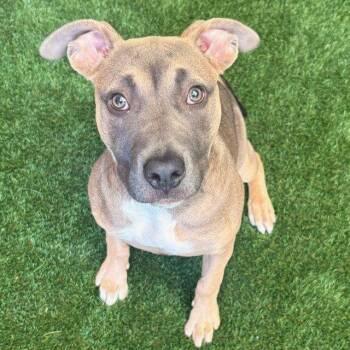 Pit Bull Terrier Dogs Available for Adoption in Burlingame, California - Strawberry | PetCurious