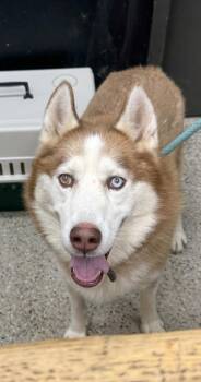 Ike -  Husky Dog for Adoption in Saint Clairsville, Ohio - Ike | PetCurious
