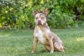 Rescue Pit Bull Terrier Dogs for Adoption in Bloomfield, Connecticut - Marley | PetCurious