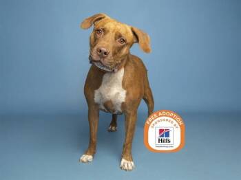 Pit Bull Terrier Dogs Available for Adoption - SYDNEY | PetCurious