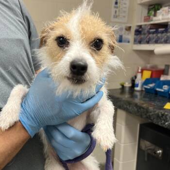 Ember -  Jack Russell Terrier Dog for Adoption in Manhattan, Kansas - Ember | PetCurious
