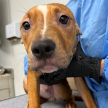 Binx -  Terrier Dog for Adoption in Abilene, Texas - Binx | PetCurious