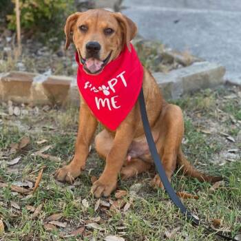 Rescue Labrador Retriever and Mixed Breed Dogs for Adoption in Boerne, Texas - Wall-E | PetCurious