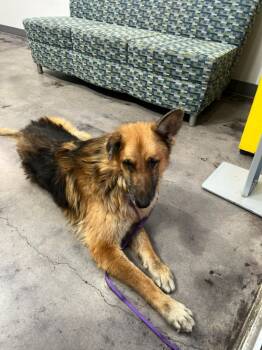 Rescue German Shepherd Dog Dogs for Adoption in Richland Hills, Texas - Rambo The TRI-POD | PetCurious