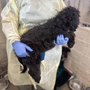 Dottie -  Poodle and Mixed Breed Dog for Adoption in TIMBERCRK CYN, Texas - Dottie | PetCurious