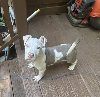 Tank -  Pit Bull Terrier and Mixed Breed Dog for Adoption in Kannapolis, North Carolina - Tank | PetCurious