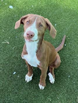 Rebel -  Shepherd and Hound Dog for Adoption in Gallatin, Tennessee - Rebel | PetCurious