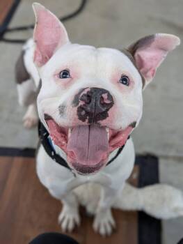Ricky -  Mixed Breed Dog Available for Adoption in Jamesville, New York - Ricky | PetCurious