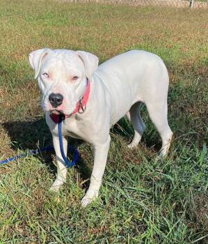 Rescue Boxer and Pit Bull Terrier Dogs for Adoption in Lawrenceburg, Tennessee - Francine | PetCurious