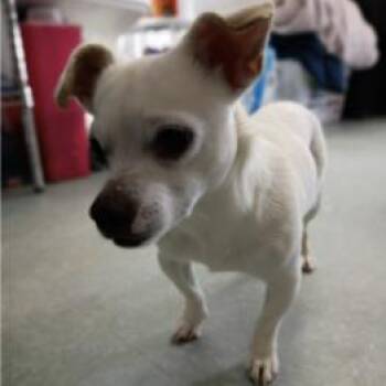 Mixed Breed Dogs Available for Adoption in Westhampton, New York - Chuck | PetCurious