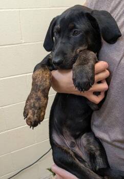 Thorton -  Mixed Breed Dog for Adoption in Kalispell, Montana - Thorton | PetCurious