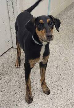 Sally Mae -  Mixed Breed Dog for Adoption in Kansas City, Missouri - Sally Mae | PetCurious