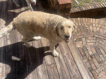 Golden Retriever Dogs Available for Adoption in Mobile, Alabama - ~ Courtesy ~ Maggie | PetCurious