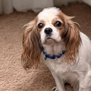 Strawberry Shortcake -  Cavalier King Charles Spaniel Dog for Adoption in South Saint Paul, Minnesota - Strawberry Shortcake | PetCurious