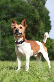 BJ -  Jack Russell Terrier Dog Available for Adoption in Eglin Air Force Base, Florida - BJ | PetCurious