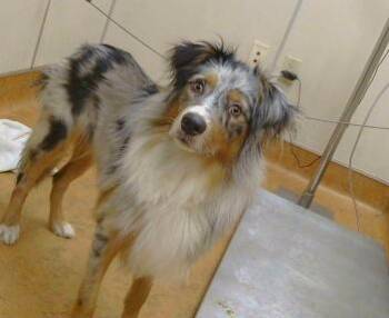 Border Collie Dogs Available for Adoption - LOKI | PetCurious