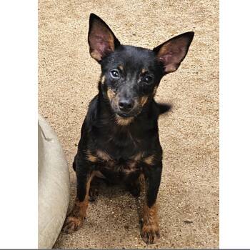 Banjo -  Chihuahua Dog for Adoption in Uxbridge, Massachusetts - Banjo | PetCurious