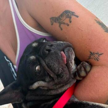 Tapioca -  French Bulldog Dog for Adoption in Austin, Texas - Tapioca | PetCurious