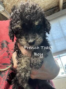French Toast -  Poodle Dog for Adoption in Las Vegas, Nevada - French Toast | PetCurious