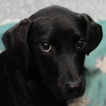 Zuma -  Black Labrador Retriever and Mixed Breed Dog for Adoption in Ottawa, Kansas - Zuma | PetCurious