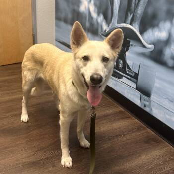 Shepherd Dogs Available for Adoption - Gracie  | PetCurious