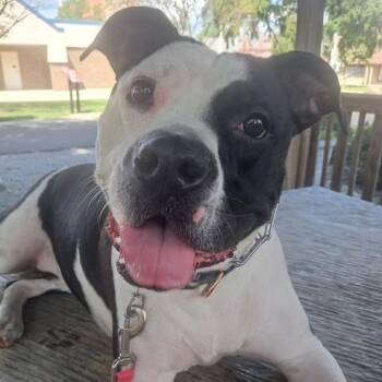 Bessie -  American Bulldog and Pit Bull Terrier Dog for Adoption in Mooresville, Indiana - Bessie | PetCurious