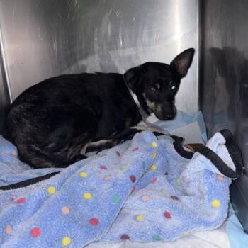 Norse *Arriving 11/6* D12963 -  Rat Terrier and Chihuahua Dog for Adoption - Norse *Arriving 11/6* D12963 | PetCurious