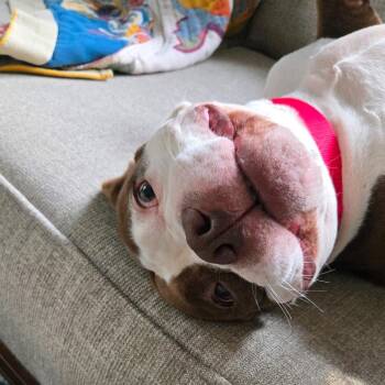 Dolly Pawton -  Mixed Breed Dog for Adoption in Oak Brook, Illinois - Dolly Pawton | PetCurious