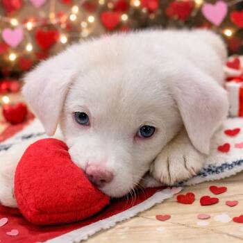 Australian Shepherd and Husky Dogs Available for Adoption - Walleye | PetCurious