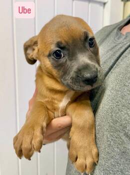 Ube -  American Staffordshire Terrier and Boxer Dog for Adoption in Gilberts, Illinois - Ube | PetCurious