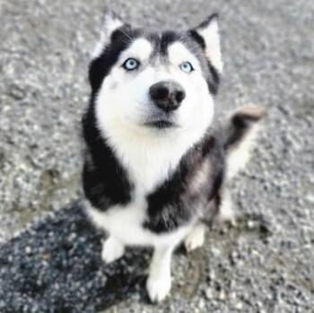 Siberian Husky Dogs Available for Adoption - Juniper | PetCurious