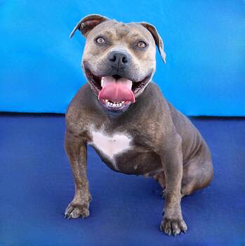 DANDELION -  Pit Bull Terrier Dog for Adoption in Pasadena, California - DANDELION | PetCurious