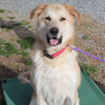 Ben -  Great Pyrenees Dog for Adoption in Shelby, North Carolina - Ben | PetCurious