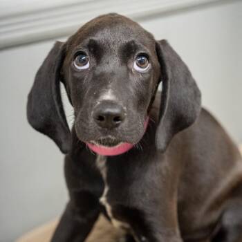 Kanga -  Labrador Retriever and Australian Cattle Dog Blue Heeler Dog for Adoption in Pawling, New York - Kanga | PetCurious