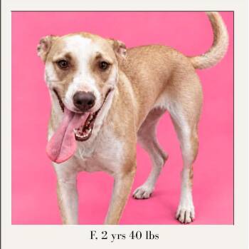 Frannie -  Shepherd and Labrador Retriever Dog for Adoption in Cuyahoga Falls, Ohio - Frannie | PetCurious