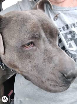 Rescue American Staffordshire Terrier and Pit Bull Terrier Dogs for Adoption in Plattsburg, Missouri - Bear | PetCurious