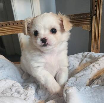 Rescue Chihuahua and Poodle Dogs for Adoption in Victorville, California - Billie | PetCurious
