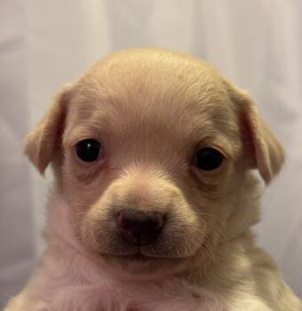 Rescue Chihuahua and Mixed Breed Dogs for Adoption in Los Angeles, California - Clam Chowder | PetCurious