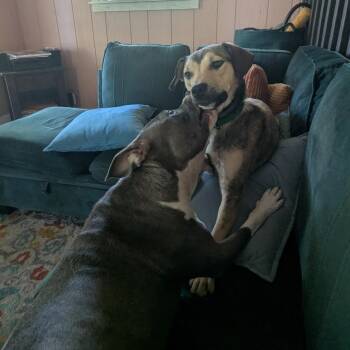 Pit Bull Terrier and Mixed Breed Dogs Available for Adoption in Fayetteville, Arkansas - Harry | PetCurious